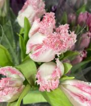 Tulips, Frizzle-light pink