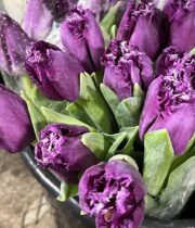 Tulips, Frizzle-purple