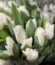 Tulip frizzle white