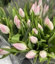 Tulips, Greenhouse-light pink