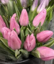 Tulips, Greenhouse-pink