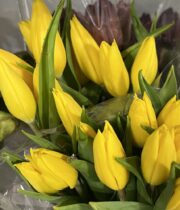 Tulips, Greenhouse-yellow