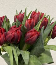 Tulips, Double-red