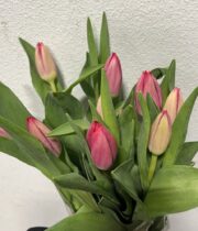 Tulips, Greenhouse-hot pink