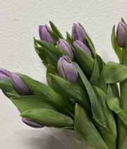 Tulips, Greenhouse-lavender