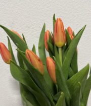 Tulips, Greenhouse-orange
