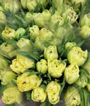 Tulips, Double-cream