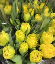 Tulips, Double-yellow
