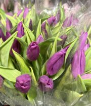 Tulips, Greenhouse-purple