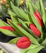 Tulips, Greenhouse-red