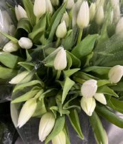 Tulips, Greenhouse-white