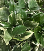 Ivy, Bush-variegated