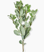 Pittosporum-variegated