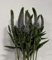 Veronica-lavender