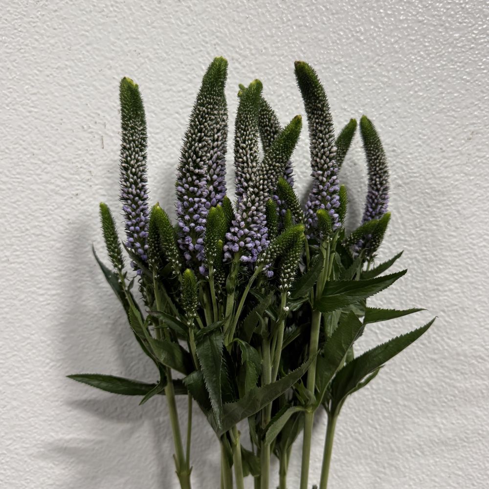 Veronica Lavender