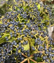 Viburnum, Blueberry-navy/blue