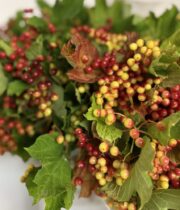 Viburnum, Cranberry-red