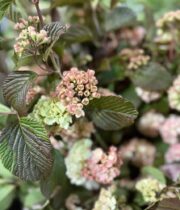 Viburnum, Snowball-pink