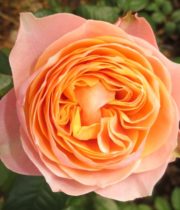 Rose Garden, Vuvuzela-CA