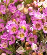 Waxflower-pink