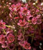 Waxflower-Red Pearl (budded)