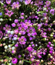 Waxflower-purple