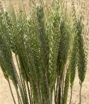 Wheat-green