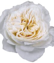 Rose Garden, White Cloud-SA