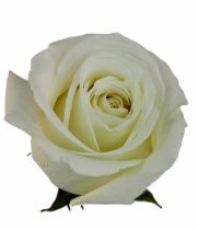 Rose, White Dove-SA