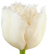 Tulips, Frizzle-white