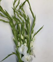 Gladiolus-white