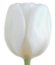 Tulips, Greenhouse-white