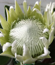 Protea, King-white