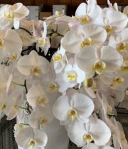 Phalaenopsis Spray-white