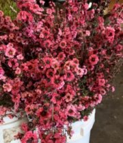Lepto, Flowering-hot Pink