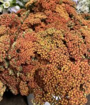 Yarrow, Cottage-orange