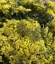 Yarrow, Cottage-yellow
