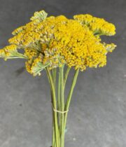 Yarrow, tall-yellow