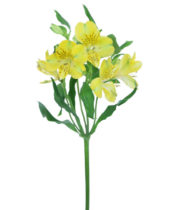 Alstroemeria-yellow