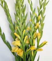 Gladiolus-yellow
