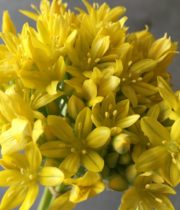 Allium, Spray-yellow