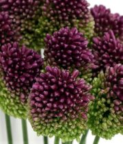 Allium, Bullit-purple