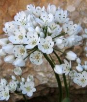 Allium, Spray-white