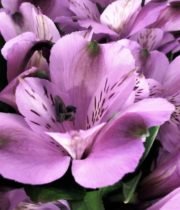 Alstroemeria-lavender
