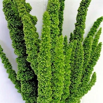 Wholesale amaranthus_upright-green