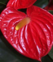 Anthurium, Large-red