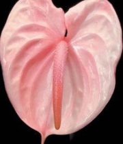 Anthurium, Large-pink