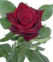 Rose, Black Baccara-SA