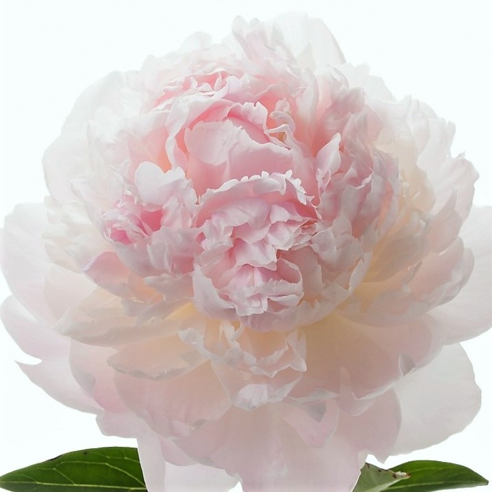 blush peonies for mother's day