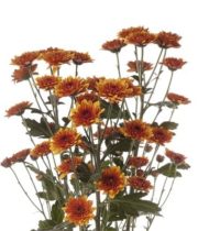 Wholesale Flowers | Spray Mums- Cushion Bronze